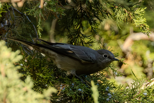 Townsend's Solitaire