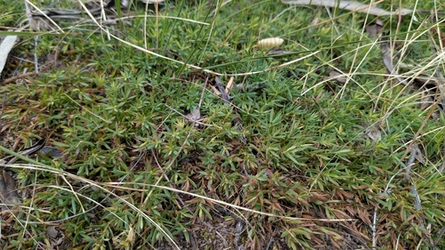 Styphelia humifusa observed 2026-10-26
