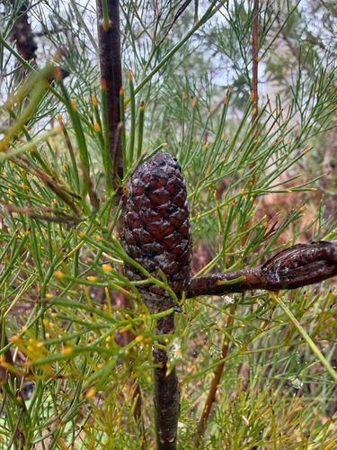 Petrophile pulchella observed 2026-10-21