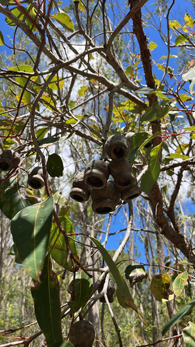Corymbia calophylla observed 2026-10-26