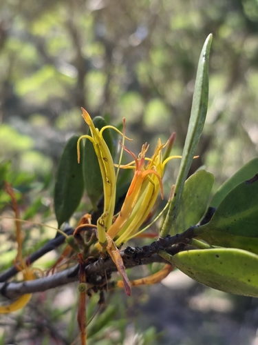 Dendrophthoe observed 2026-10-26