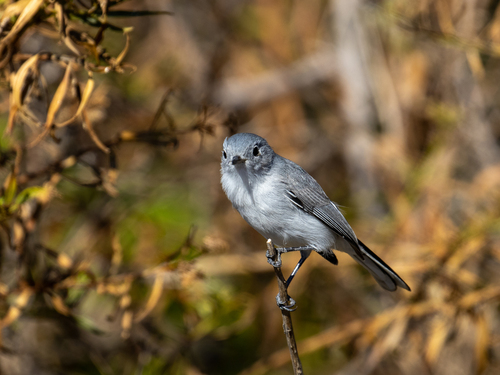 Blue-gray Gnatcatcher