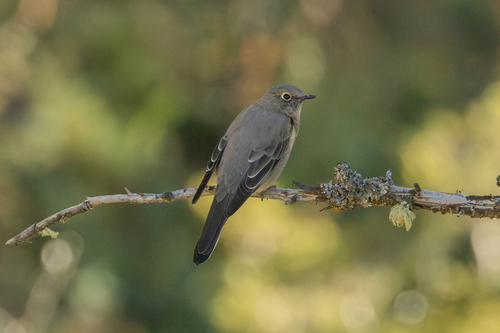 Townsend's Solitaire
