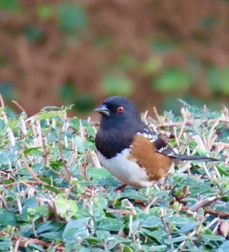 Spotted Towhee