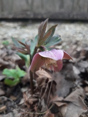 Helleborus purpurascens