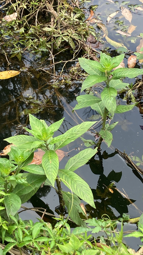Ludwigia peruviana observed 2026-10-26