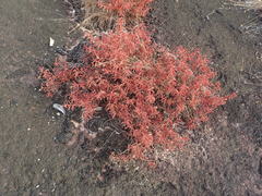 Ernestia confertiflora