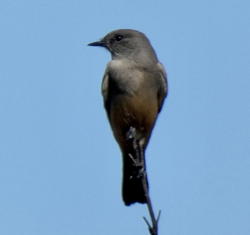 Say's Phoebe