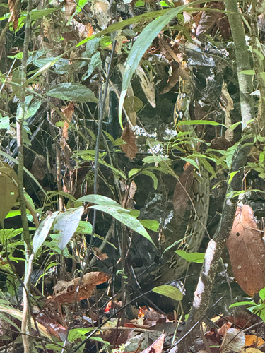 Malayopython reticulatus observed 2026-10-26