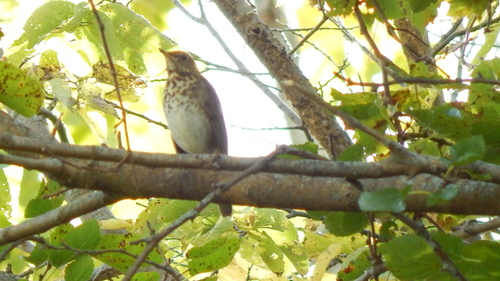 Hermit Thrush