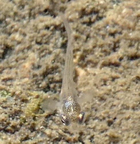 Western Mosquitofish