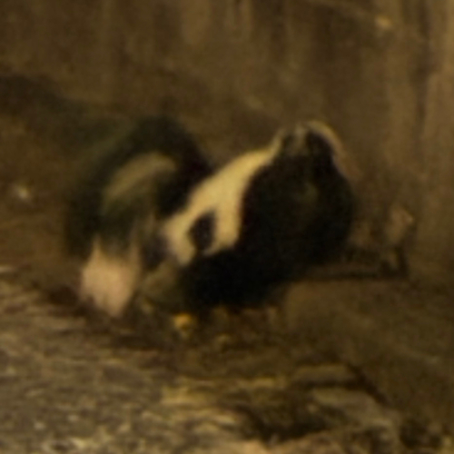 Striped Skunk