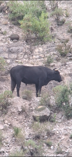 Bos taurus observed 2026-10-25