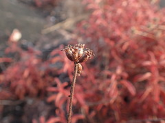 Ernestia confertiflora