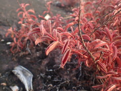 Ernestia confertiflora