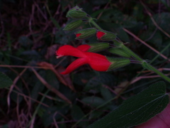 Salvia grewiifolia