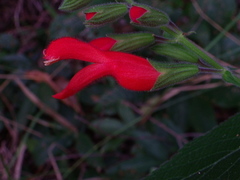 Salvia grewiifolia