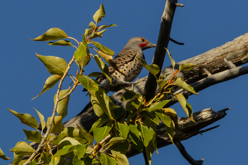 Northern Flicker