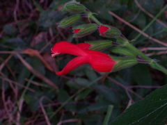 Salvia grewiifolia