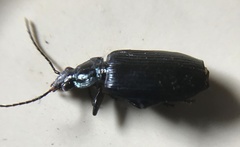 Carabidae