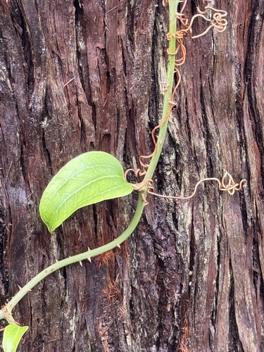 Smilax australis observed 2026-10-26