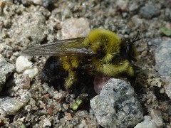 Laphria sacrator