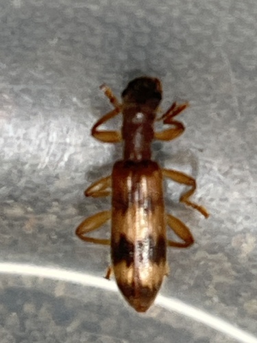 Cymatodera undulata