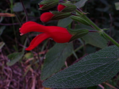 Salvia grewiifolia