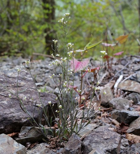 Arabidopsis kamchatica iNat (3)