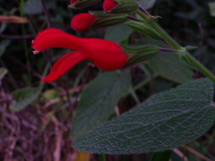 Salvia grewiifolia