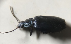 Carabidae