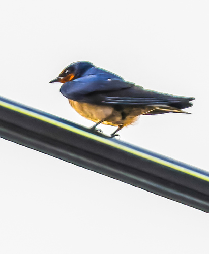 Barn Swallow