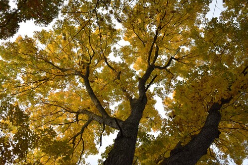 Carya glabra, 2026-10-25
