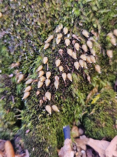Diphyscium foliosum observed 2026-10-23