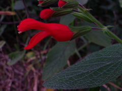 Salvia grewiifolia