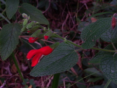 Salvia grewiifolia