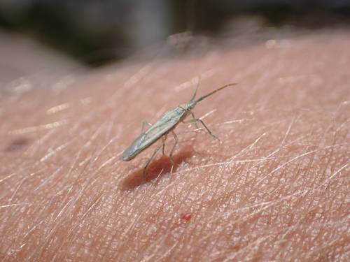 Mecidea prolixa