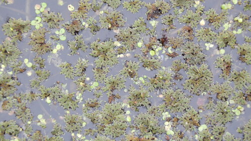 Azolla caroliniana, 2026-10-10