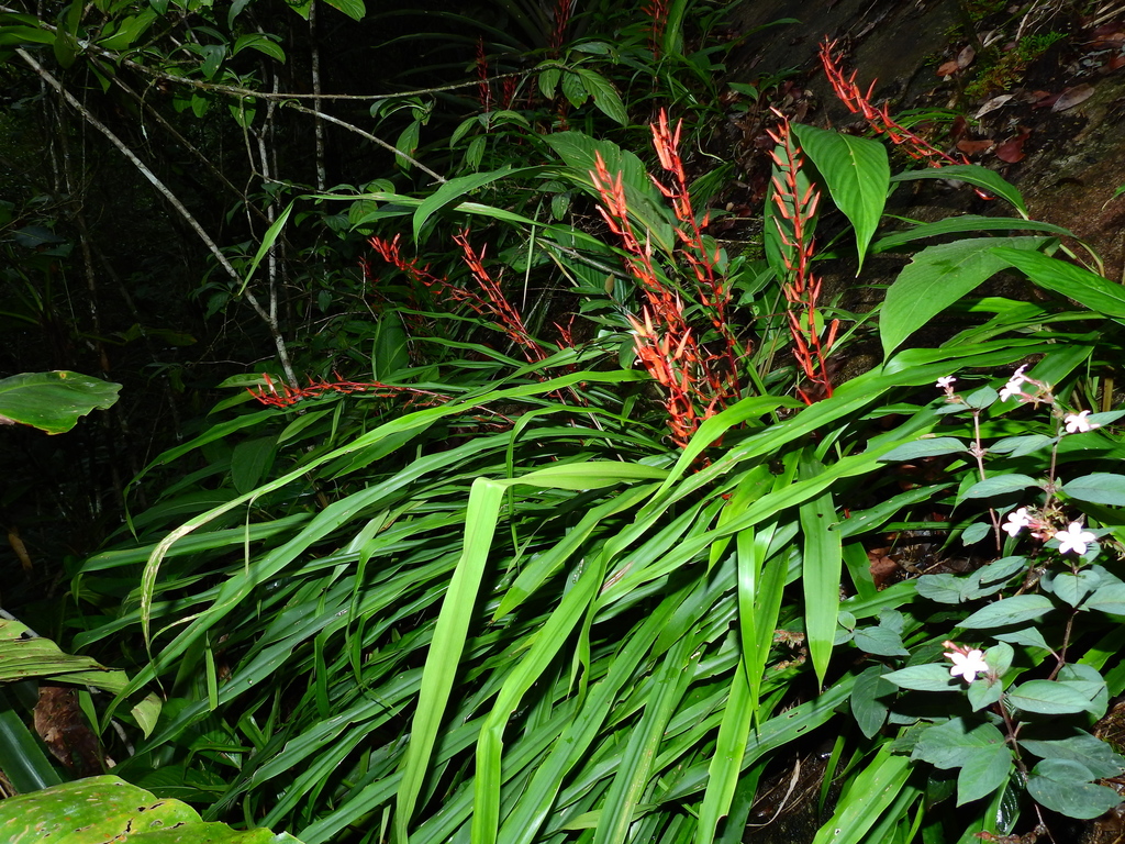 Pitcairnia sastrei