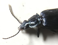 Carabidae