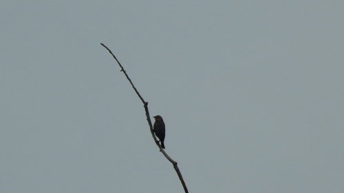 Red-winged Blackbird