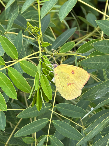 Cloudless Sulphur