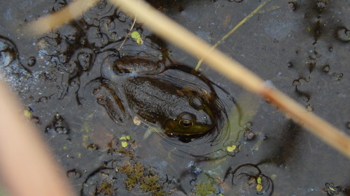 American Bullfrog