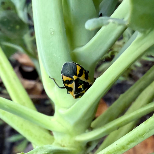 Harlequin Bug