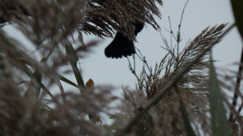 Red-winged Blackbird