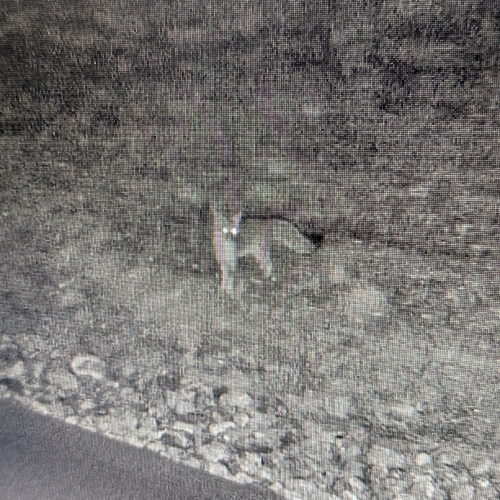 Gray Fox