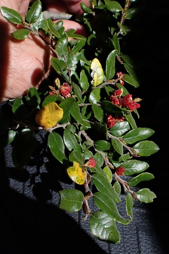 Nothofagus solandri observed 2026-10-26