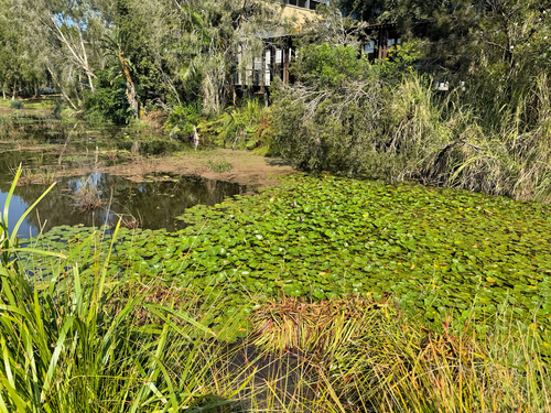 Irediparra gallinacea observed 2026-10-26