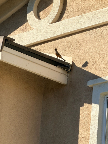 Say's Phoebe