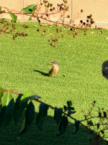 Say's Phoebe
